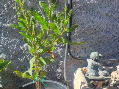 Mimosa rara a la venta