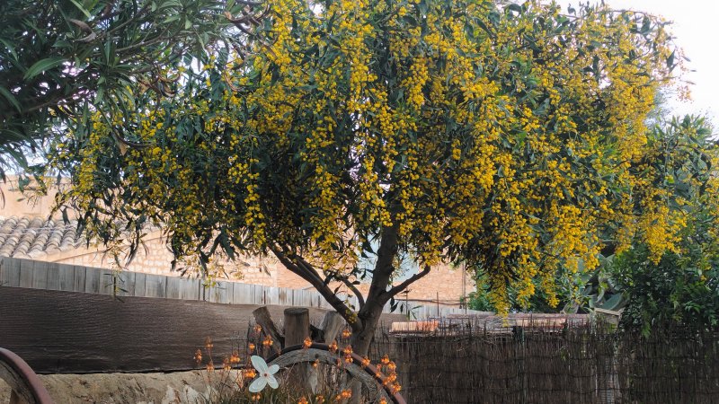 Mimosa rara a la venta