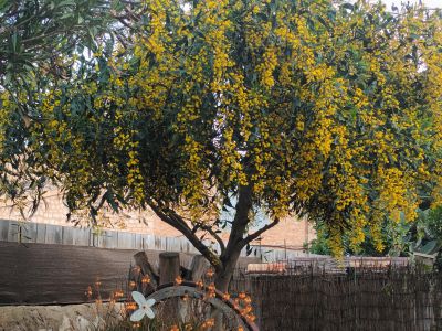 Mimosa rara a la venta