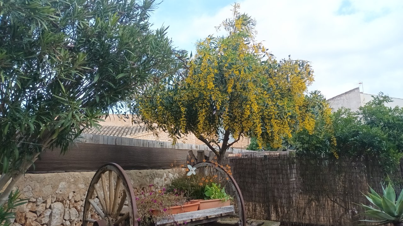 Mimosa rara a la venta
