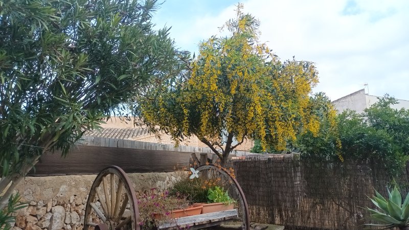 Mimosa rara a la venta