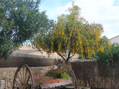 Mimosa rara a la venta