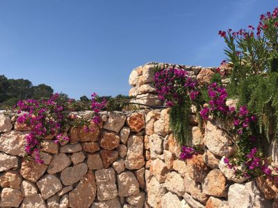 Muros de piedra y vallados de fincas