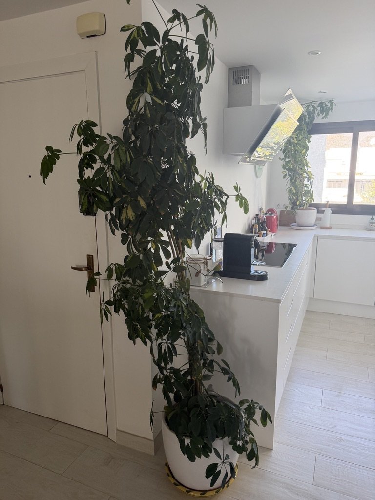 Strahlenaralie 240cm groß