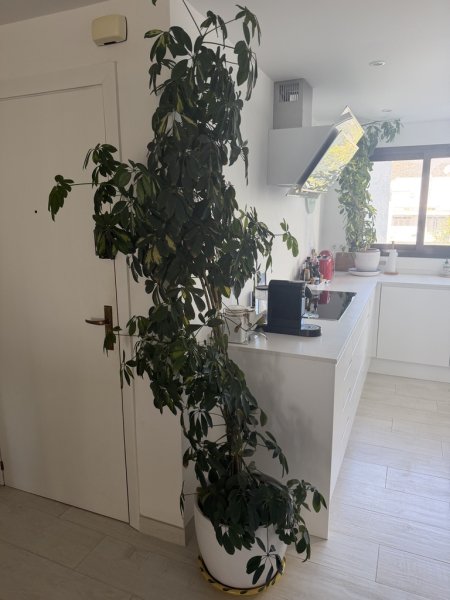 Strahlenaralie 240cm groß