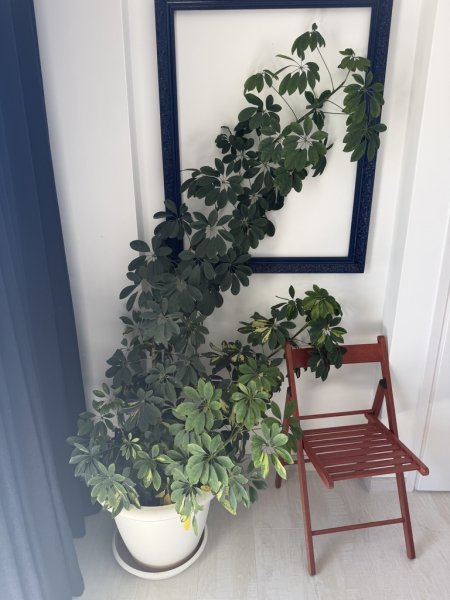 Strahlenaralie abzugeben