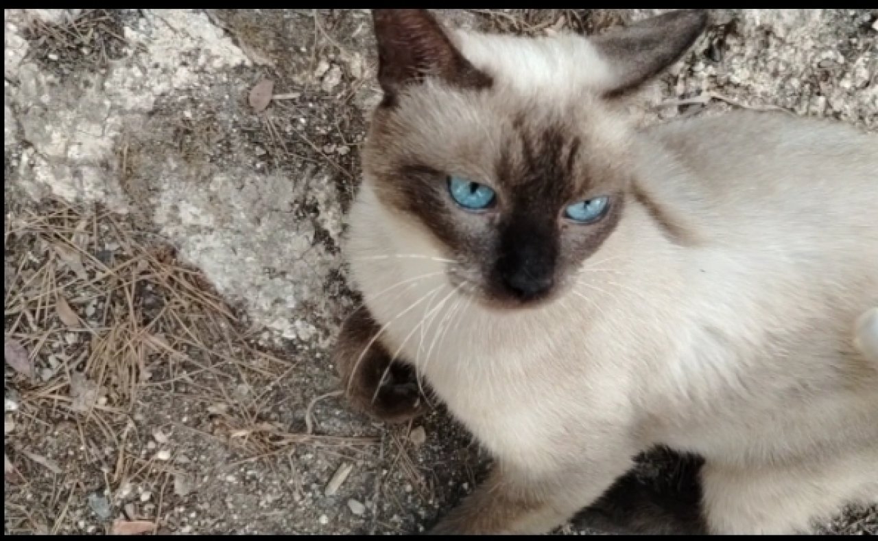 STRAßENKATZEN brauchen dringend HILFE
