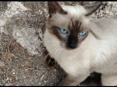 STRAßENKATZEN brauchen dringend HILFE