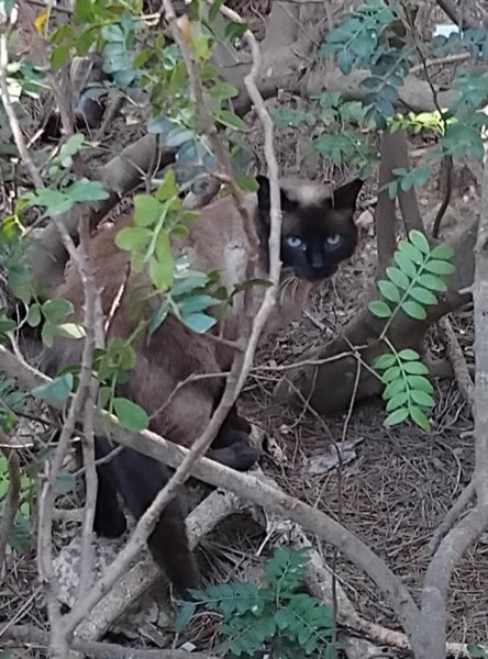 STRAßENKATZEN brauchen dringend HILFE