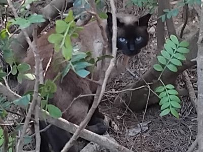 STRAßENKATZEN brauchen dringend HILFE
