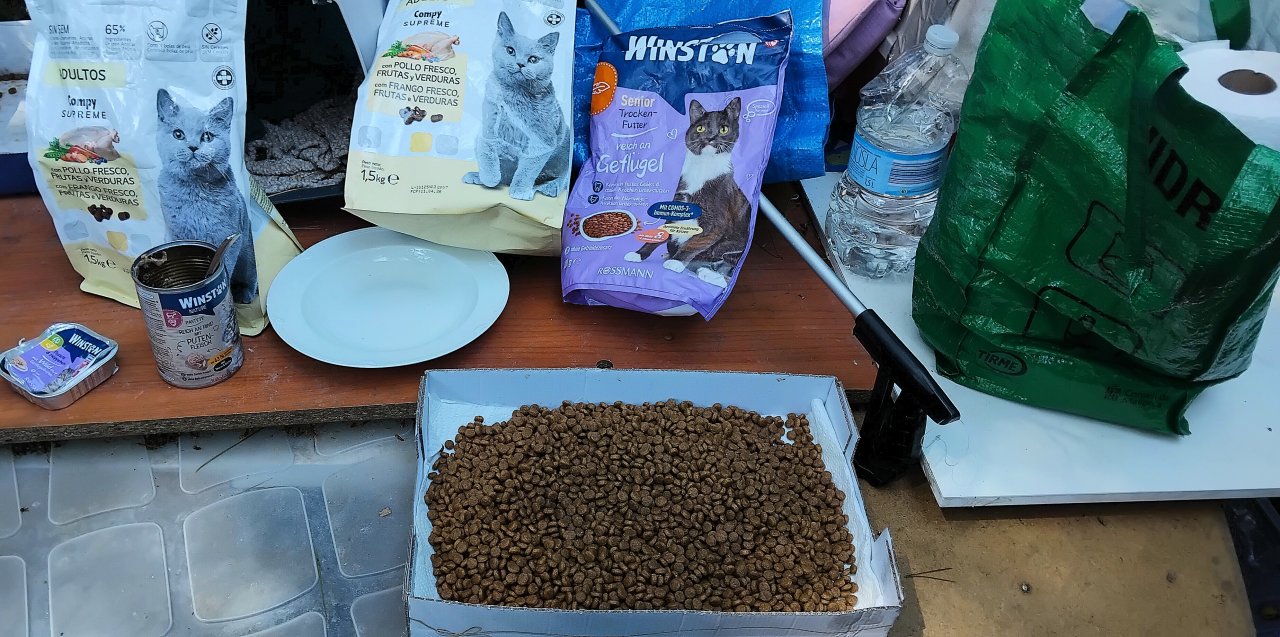 STRAßENKATZEN brauchen dringend HILFE
