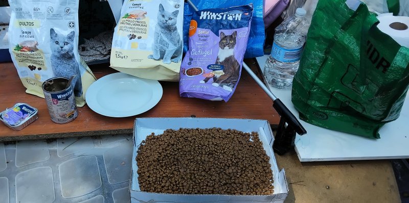 STRAßENKATZEN brauchen dringend HILFE