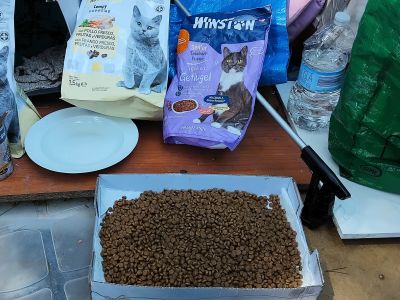 STRAßENKATZEN brauchen dringend HILFE