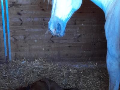 Stute Partbred-Araber