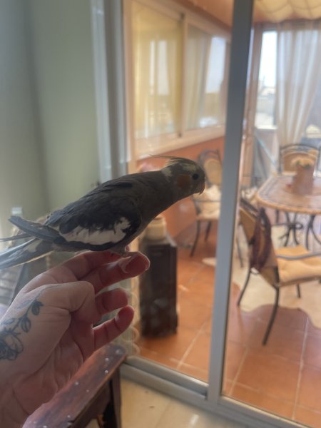 Suche ein neues liebevolles Zuhause für 2 Vögel