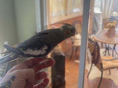 Suche ein neues liebevolles Zuhause für 2 Vögel