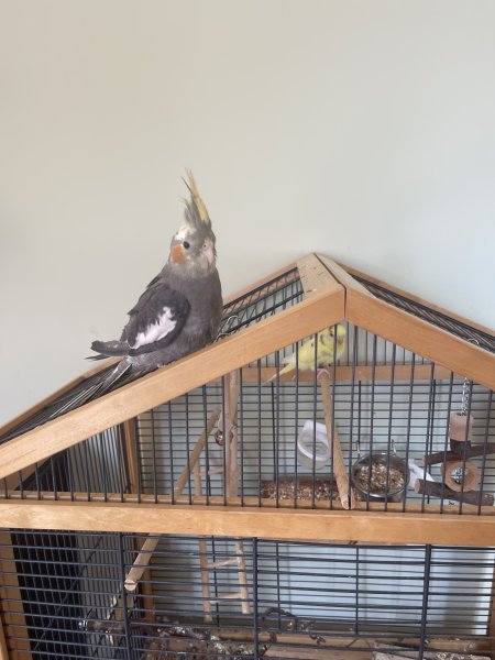 Suche ein neues liebevolles Zuhause für 2 Vögel