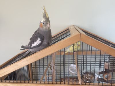 Suche ein neues liebevolles Zuhause für 2 Vögel