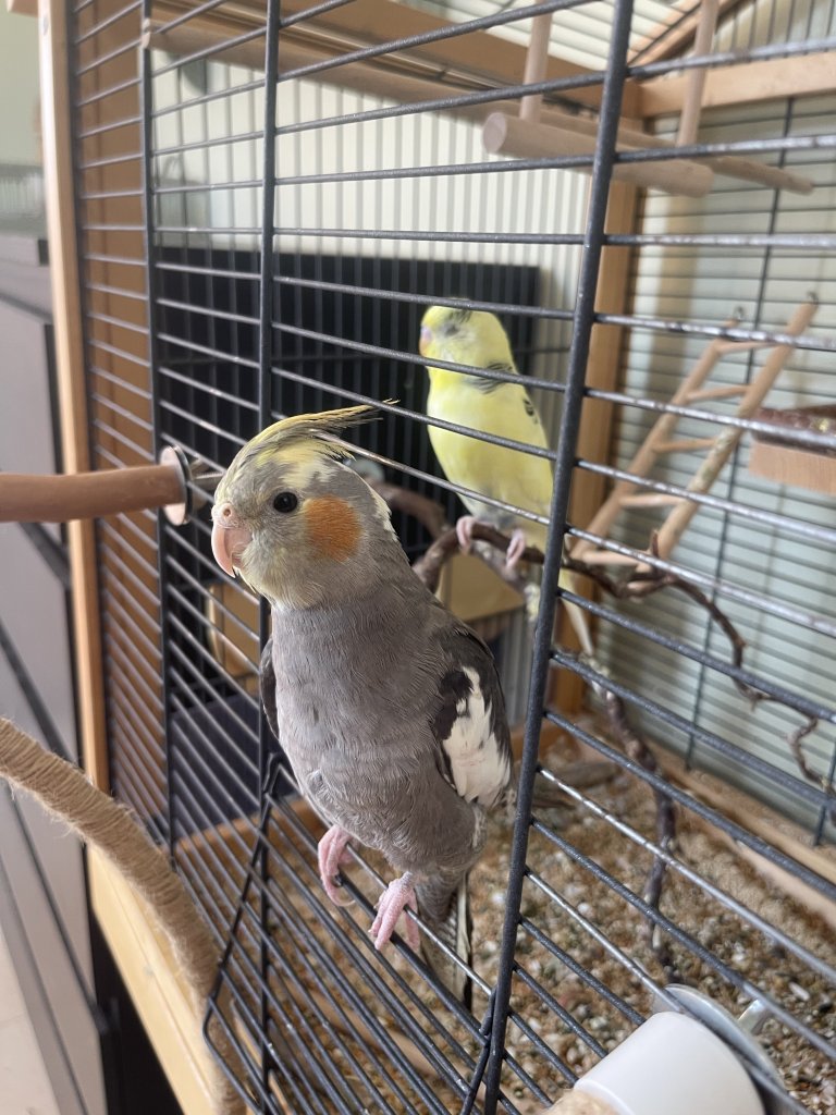 Suche ein neues liebevolles Zuhause für 2 Vögel