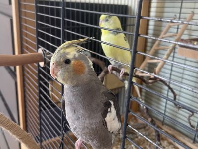 Suche ein neues liebevolles Zuhause für 2 Vögel