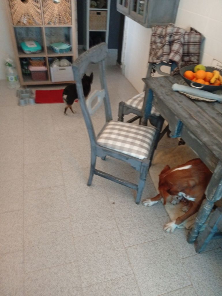 Cuidado de mascotas con corazón