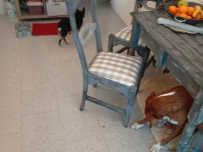 ‍ Tierbetreuung mit Herz‍