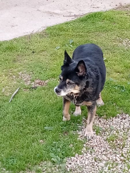 ‍ Tierbetreuung mit Herz‍