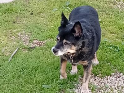 ‍ Tierbetreuung mit Herz‍