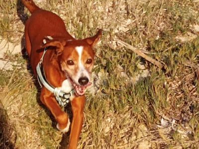 Pet care with heart
