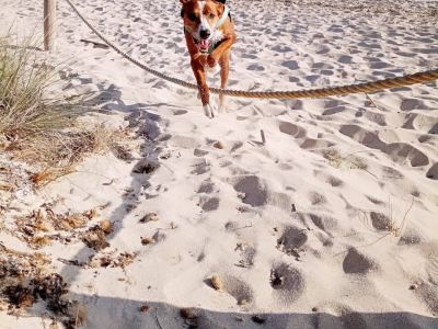 Pet care with heart