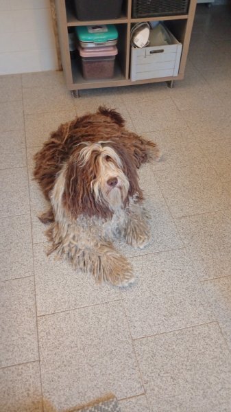 Pet care with heart