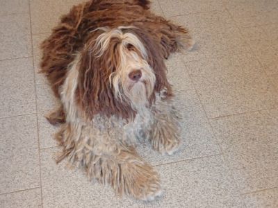 Pet care with heart