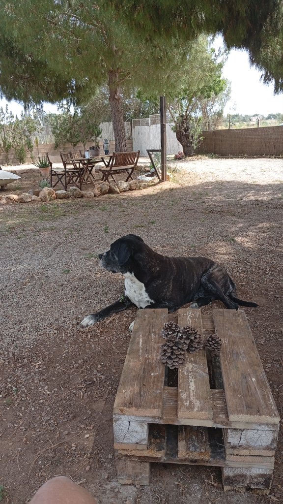 Pet care with heart
