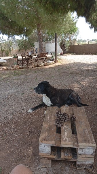 Pet care with heart