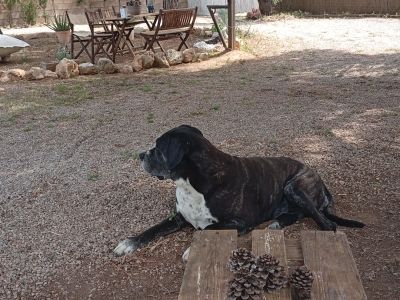 Pet care with heart