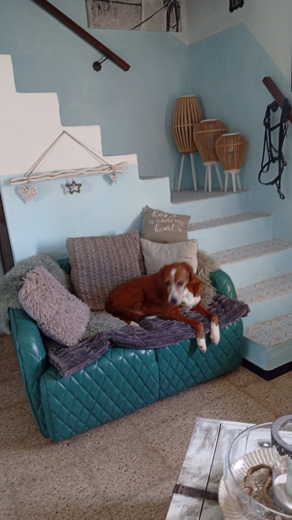 Pet care with heart