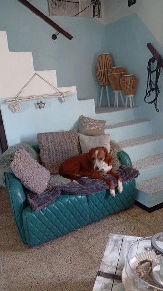 Pet care with heart