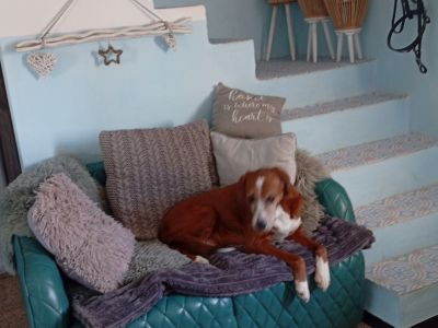 Pet care with heart