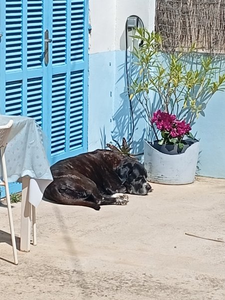 Pet care with heart