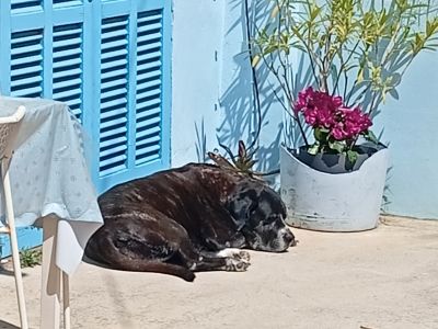 Pet care with heart