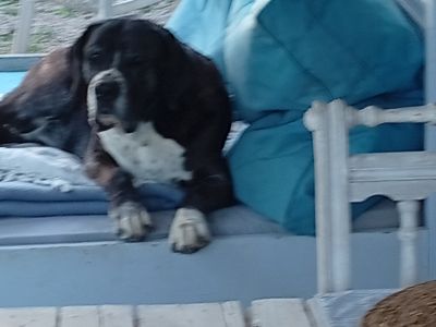 Pet care with heart