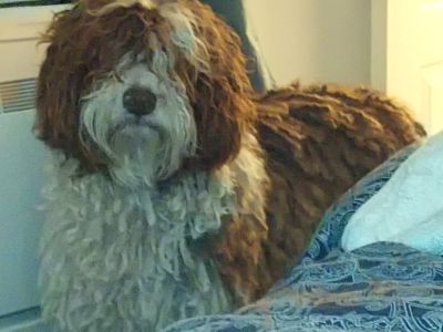 Pet care with heart