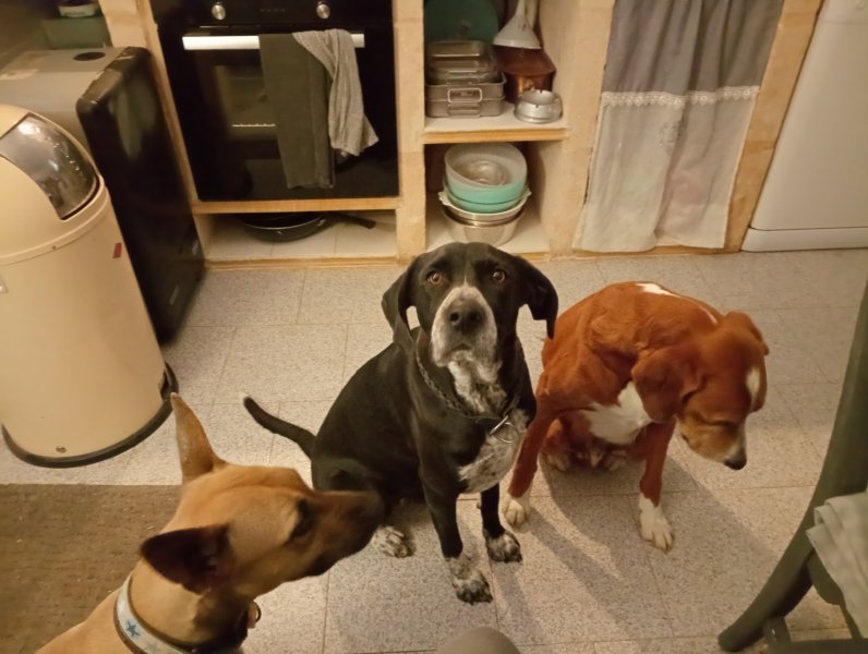 Pet care with heart