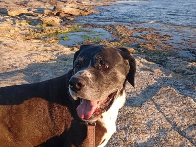 Pet care with heart
