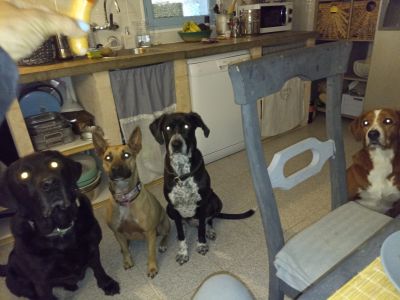 Pet care with heart