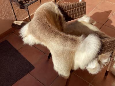 Tierfell, Echthaar, Rentierfell, Winterfell, Dekofell, Stuhlfell, Wanddeko, Holzbankauflage