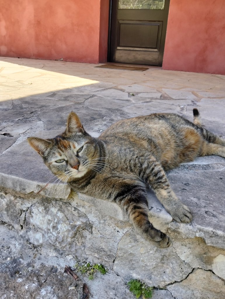 Mobile pet sitter in the Pollenca area
