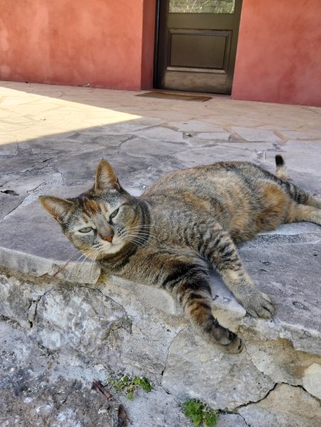 Mobile pet sitter in the Pollenca area