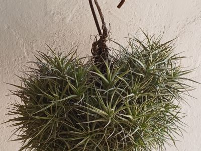 Tillandsias