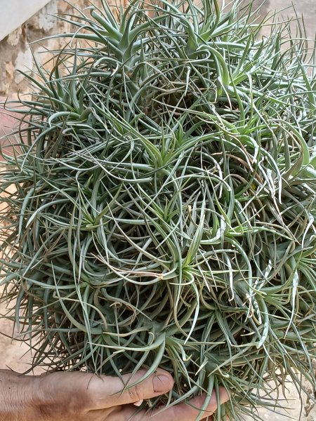 Tillandsias